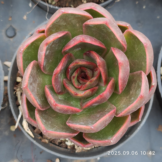 RC027 トラフィックライト（9cm pot）