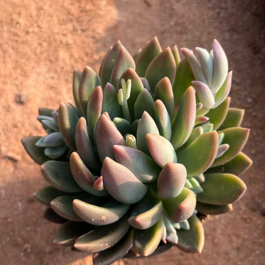 26173 アイスハートプリンセス