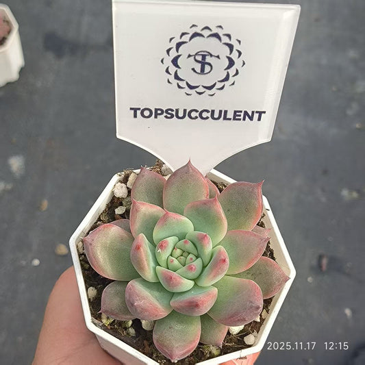 22351 オリジナル　コーローラッター（6.5cm pot）