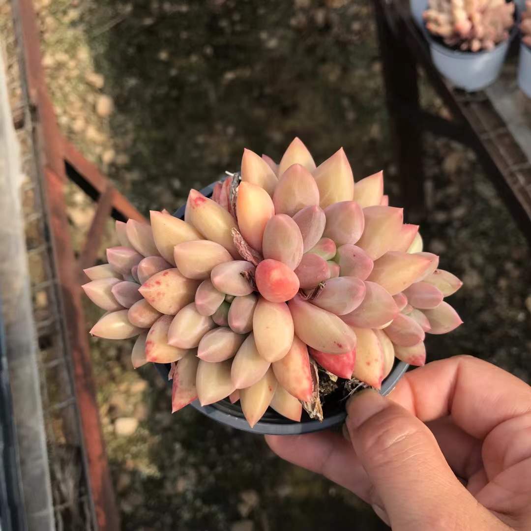 265536 クリスタル ボール