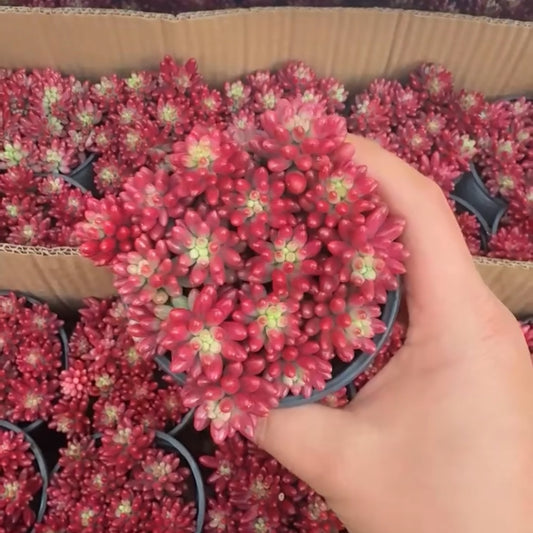 25289 クラウゼン錦