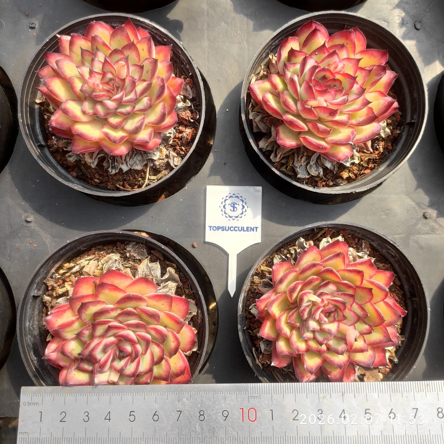 14147 メキシコプリドニス