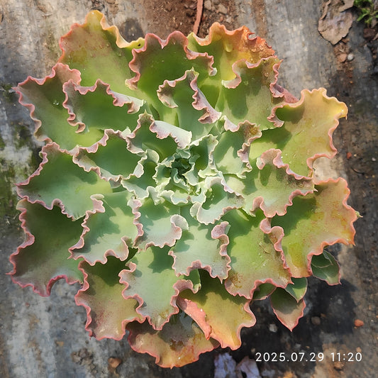 ZZA344 ブルーフォックス（11cm pot）