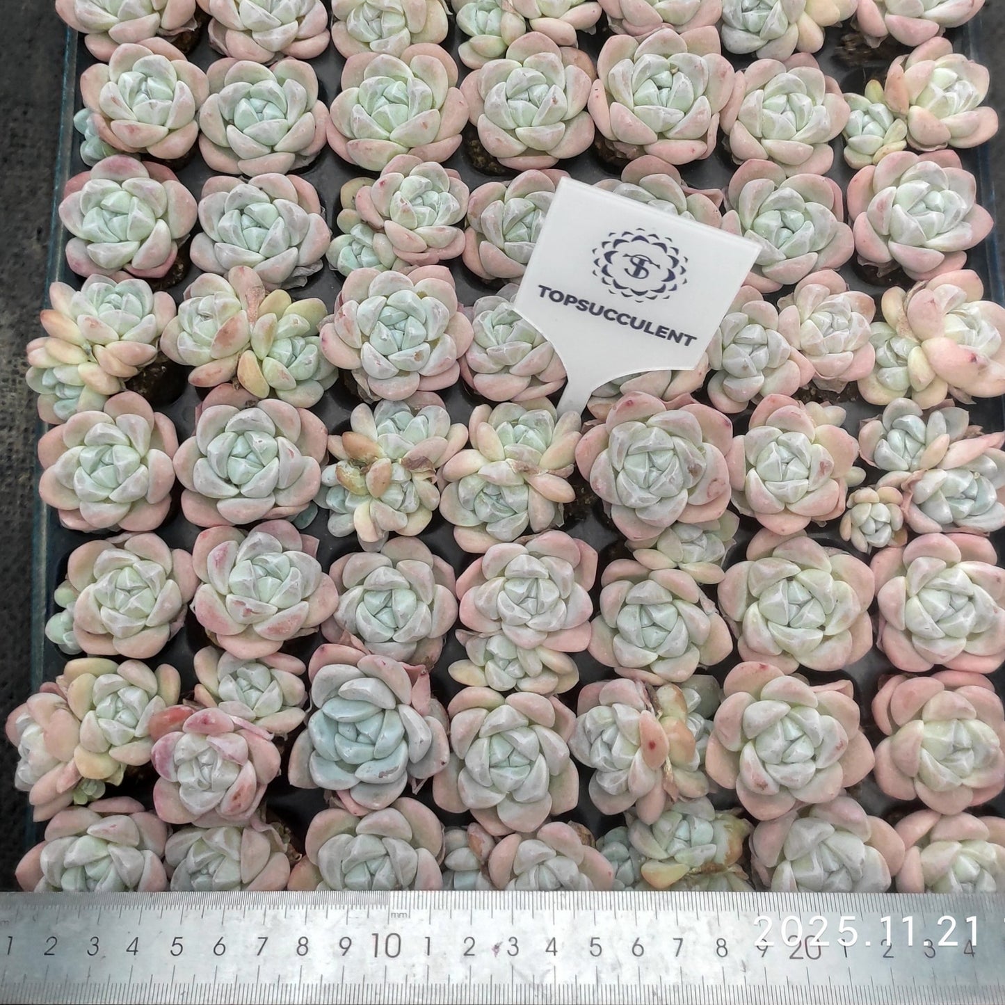 22138  アイスグリーン（3cm pot）（ポット苗）