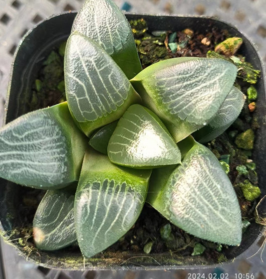 7422 バンド（6.5cm pot）