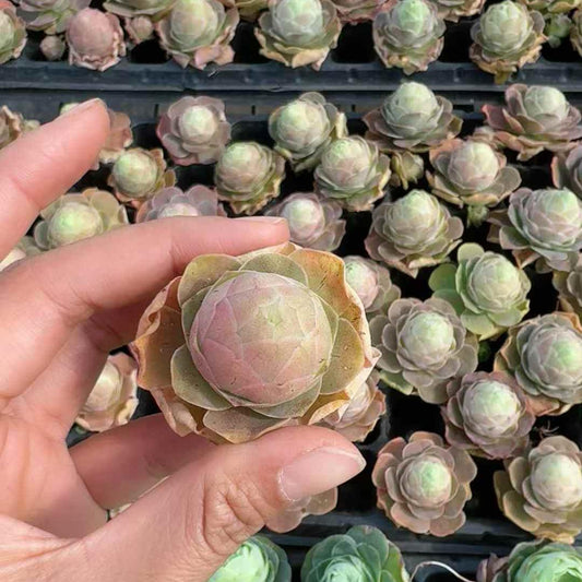 26679 アエオニウム　パルマ