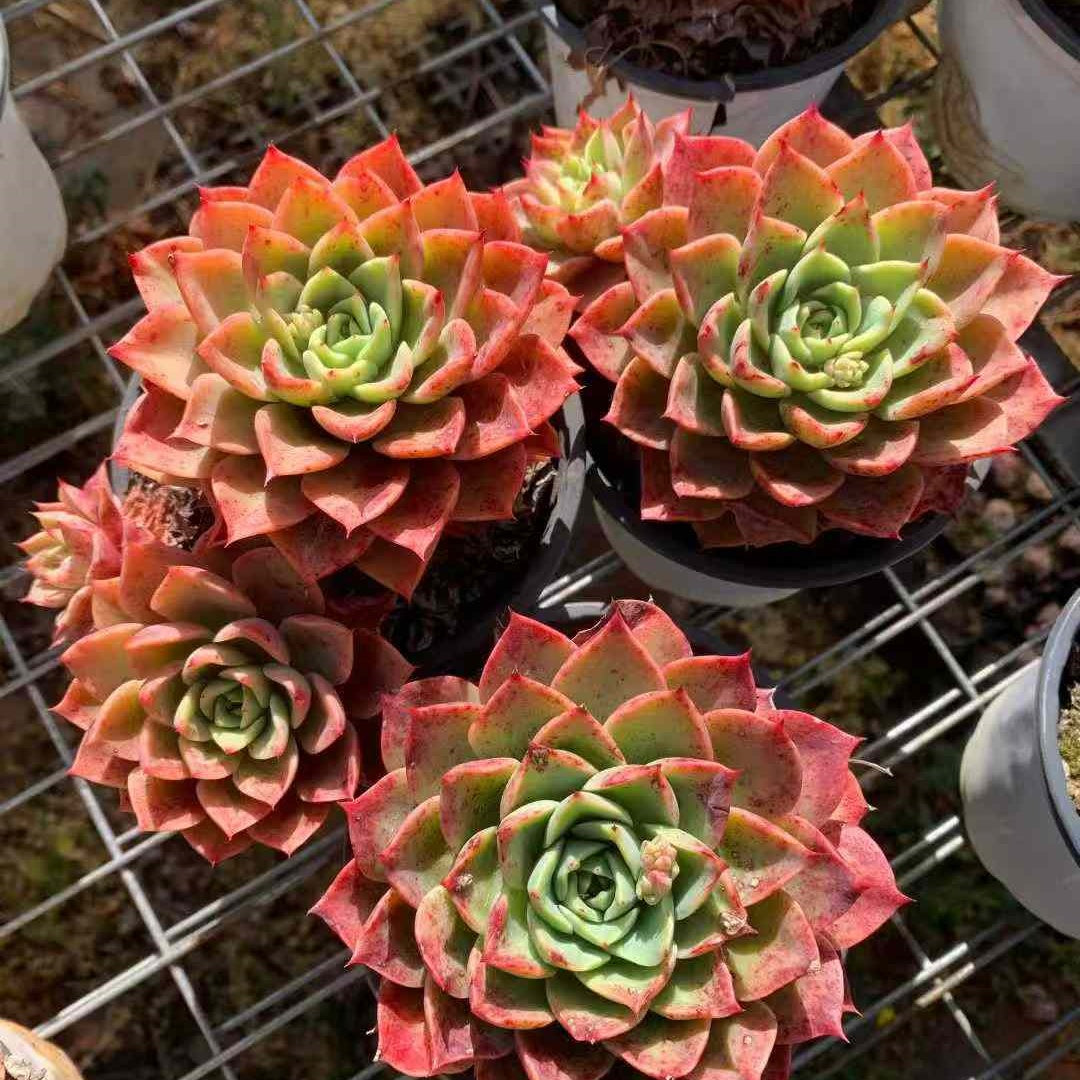 24112 レッドクイーン