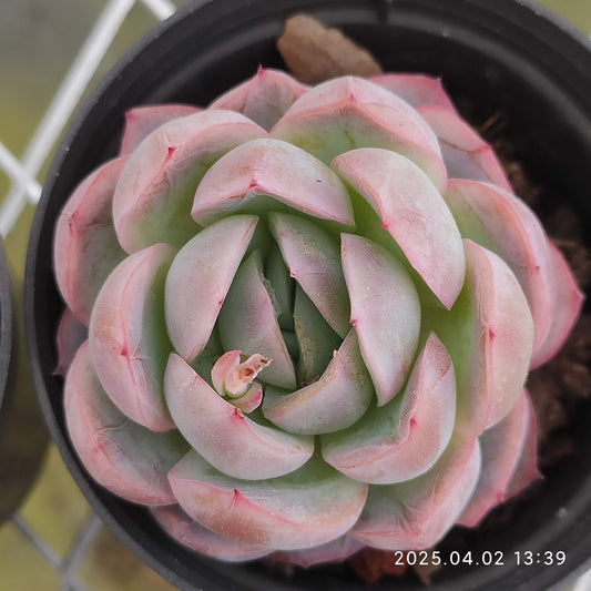 XY189 アイス　ピュア (7cm pot)