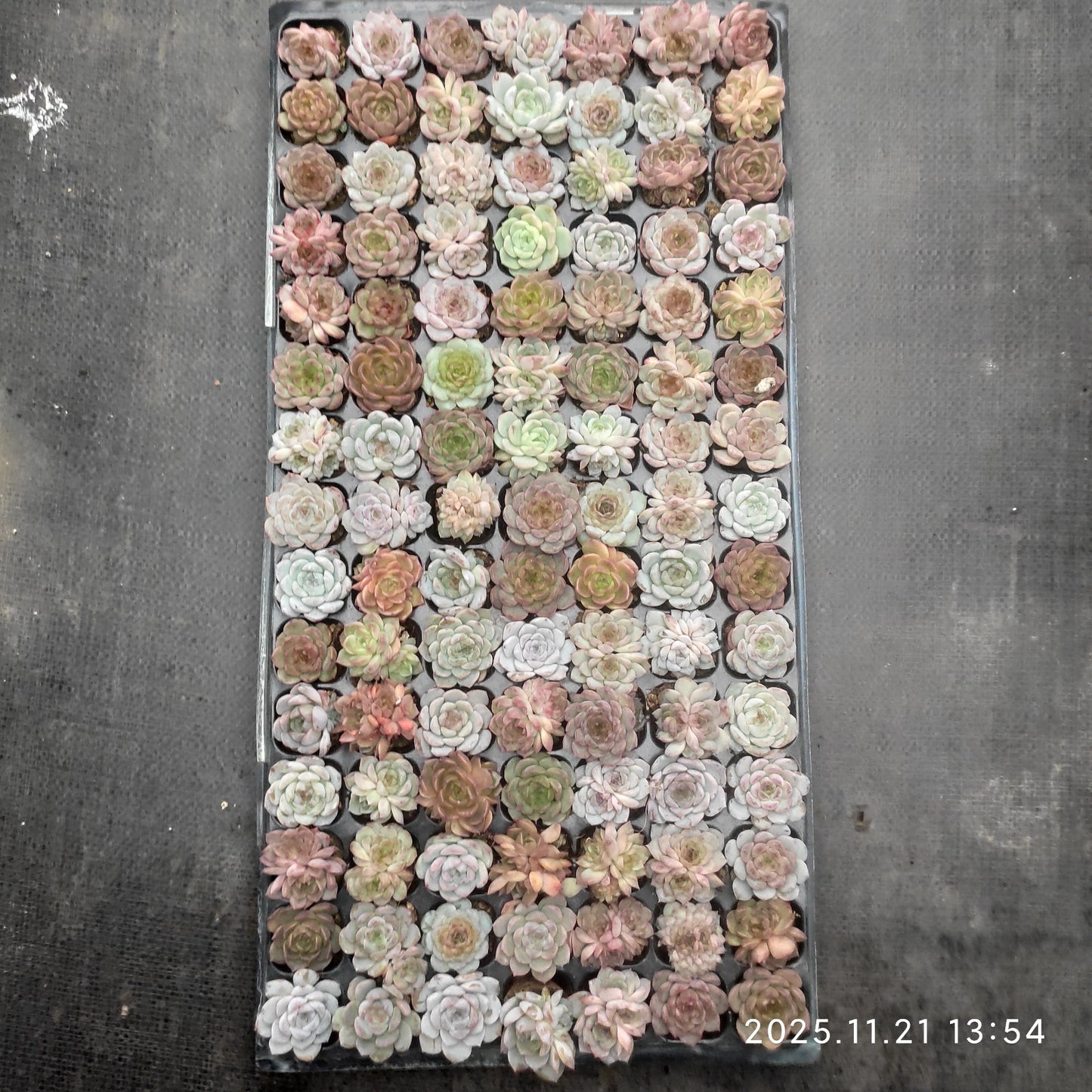 22143  ジェニー x クレープ（ミックス苗）（3cm pot）（ポット苗）