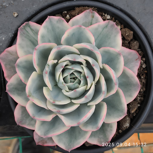 MMY1035 ピーチス＆クリーム錦（12cm pot）