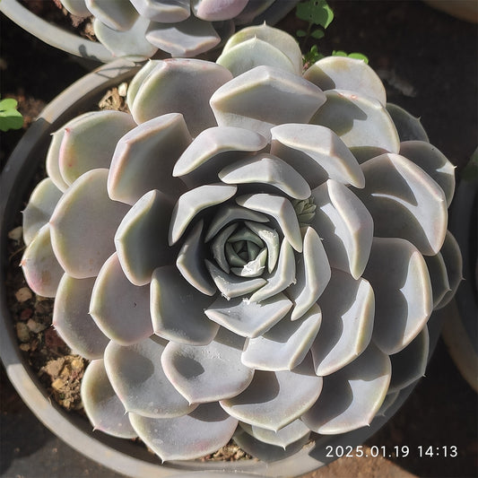 NGN365 タイニーバーガー （9cm pot）