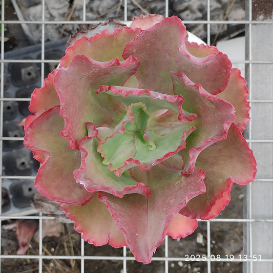 ZAJ060 ウェディング　ドレス（18cm pot）