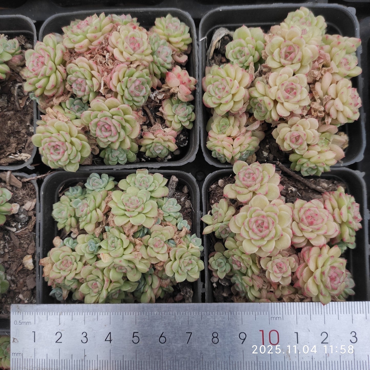 22281 ジェム　ジェニー（7cm pot）