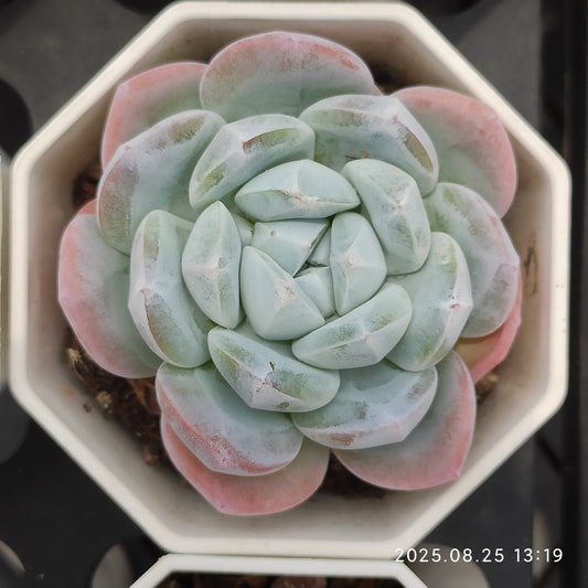 WWA396 アイスグリーン Hyb（7cm pot）