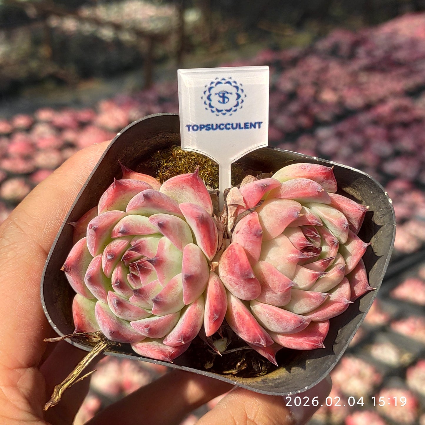 22908 コロラータ