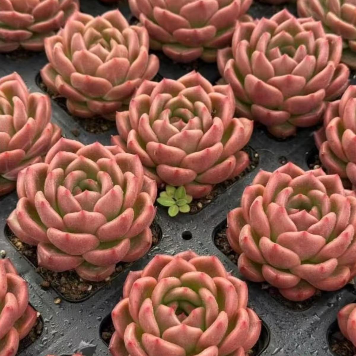 21980 アンデフィーティド（7cm pot）