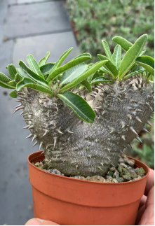 FGY025 パキポディウム ブレビコール デンシフローラム (4cm pot)葉がなし