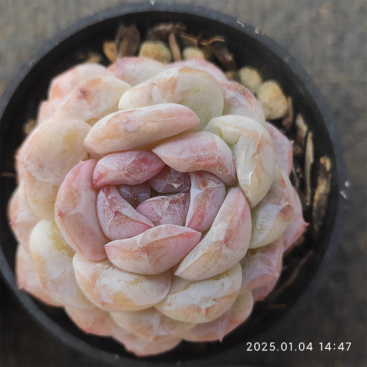 MMY733 スノーフェイス （5.5cm pot）