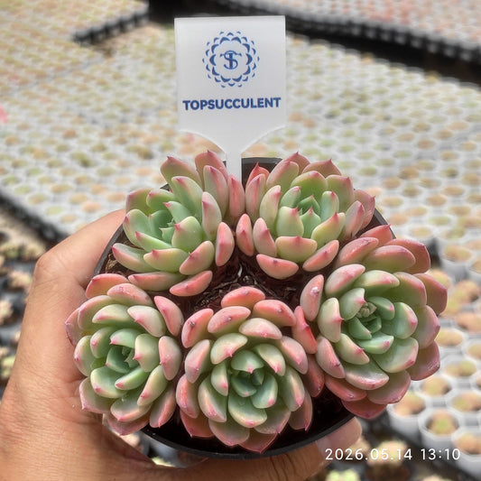 360510 七福美尼