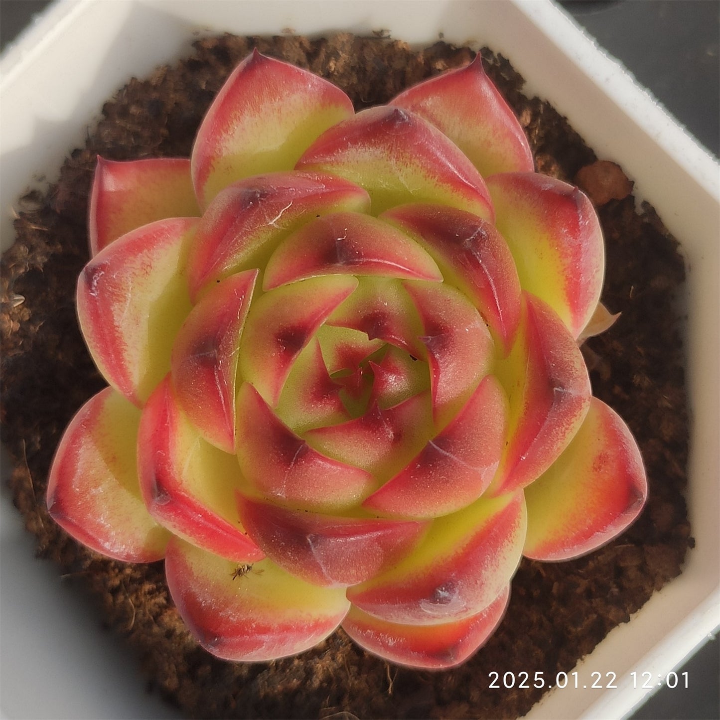 YBB046 ムーンストーン (7cm pot)