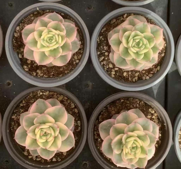 BL1645 ナダー錦 （9cm pot）