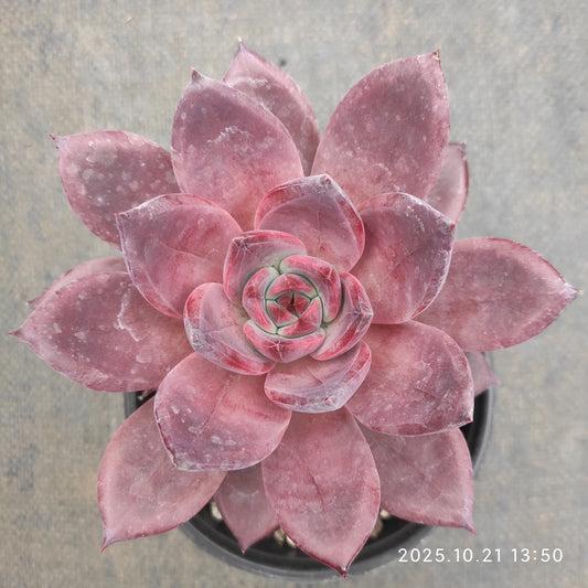 MMY1171 ブラウン　シュガー　カード（12.5cm pot）