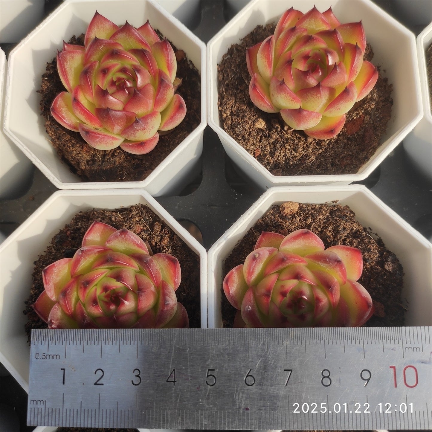 YBB046 ムーンストーン (7cm pot)
