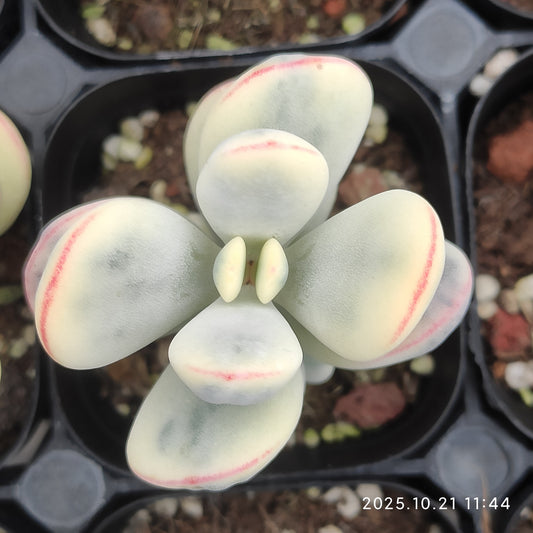 MMY650 オービキュラータ錦（6.3cm pot）