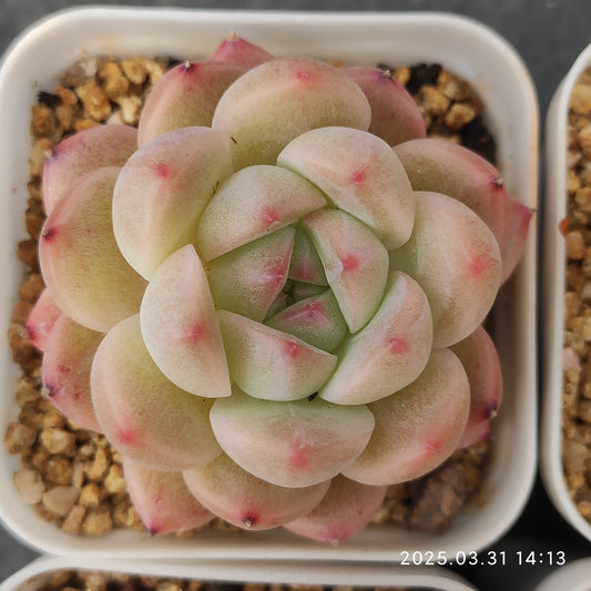 DWZ262 ジェリーオレンジ （9cm pot）