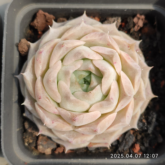 DQ106 ヘレナー （7cm pot）