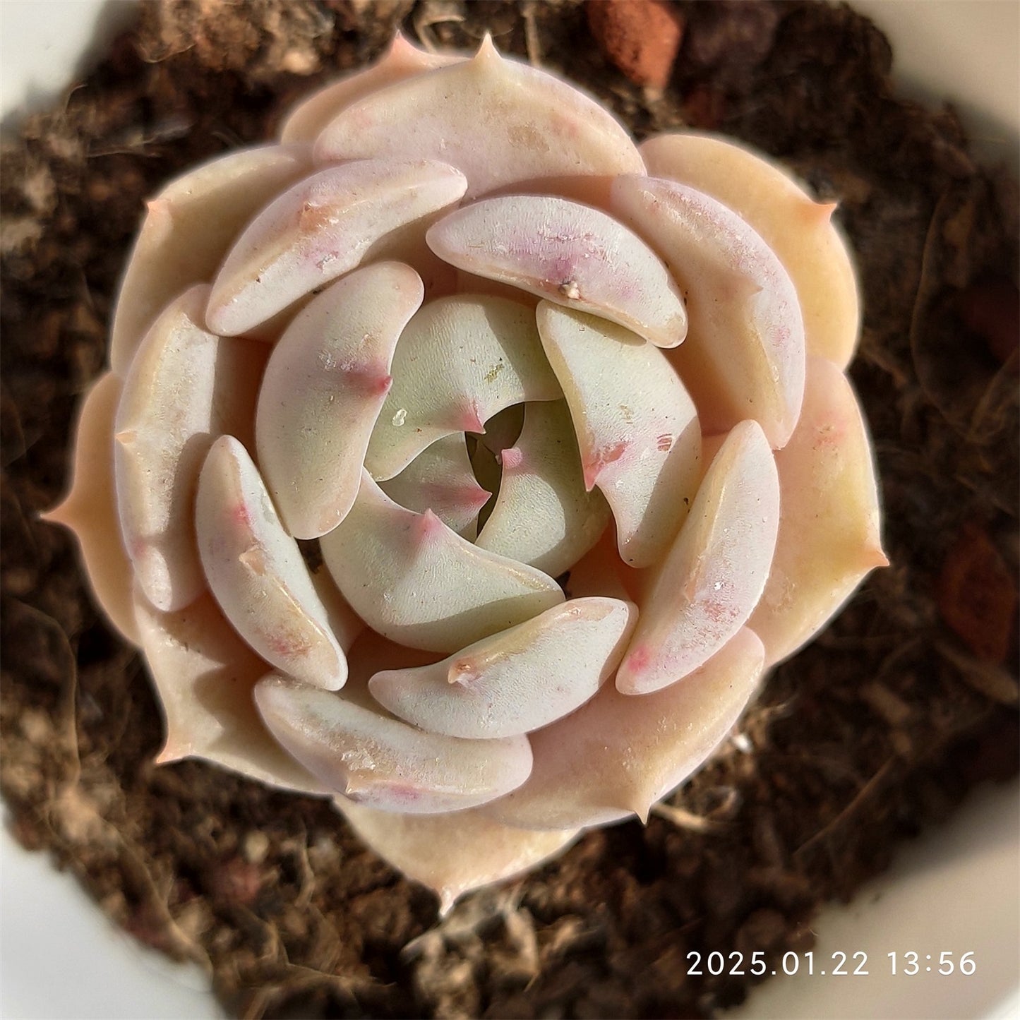YBB052 スノーフィールド(7cm pot)