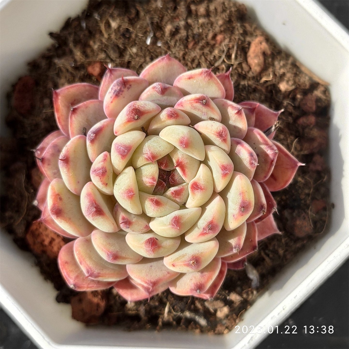 YBB060 ホワイトミニマ(7cm pot)