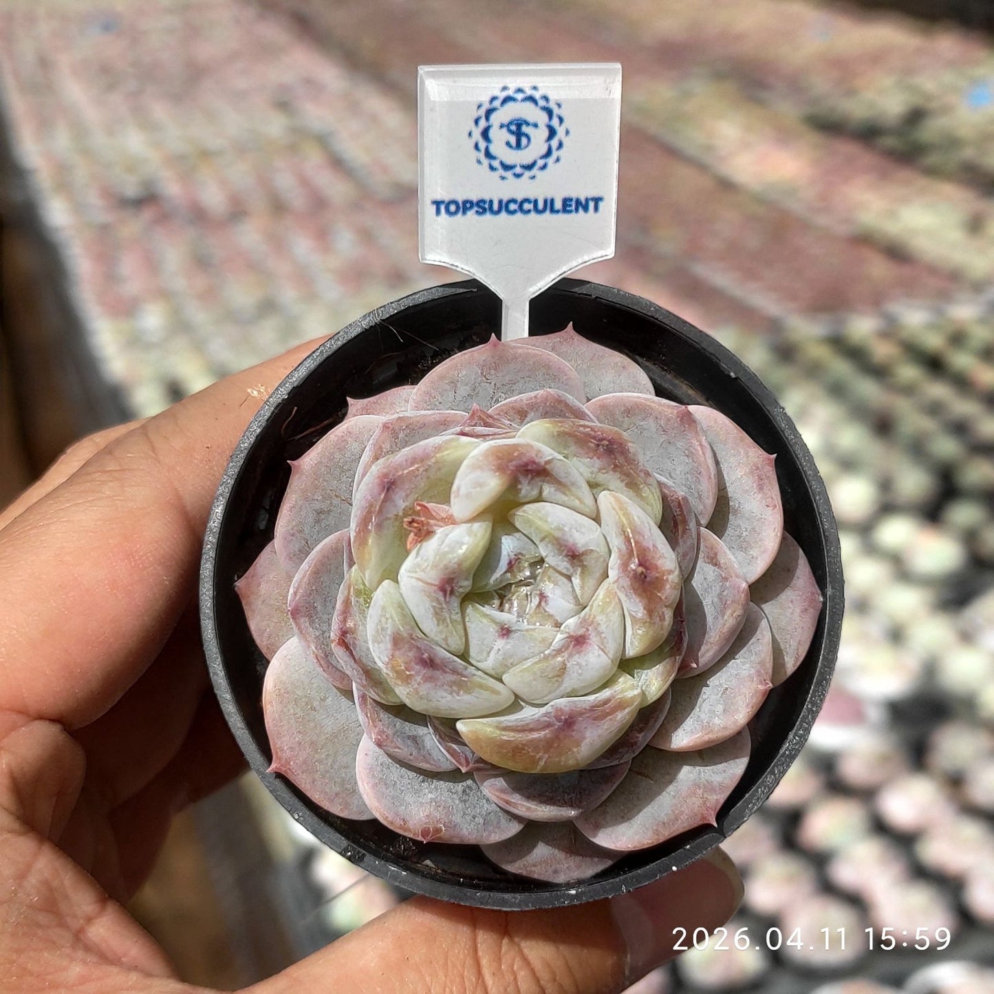 361504 プラム ソース