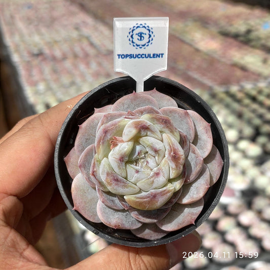 361504 プラム ソース