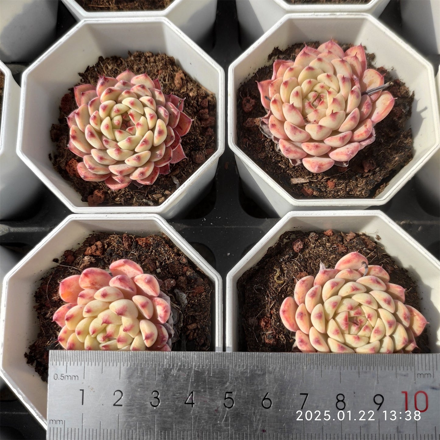 YBB060 ホワイトミニマ(7cm pot)