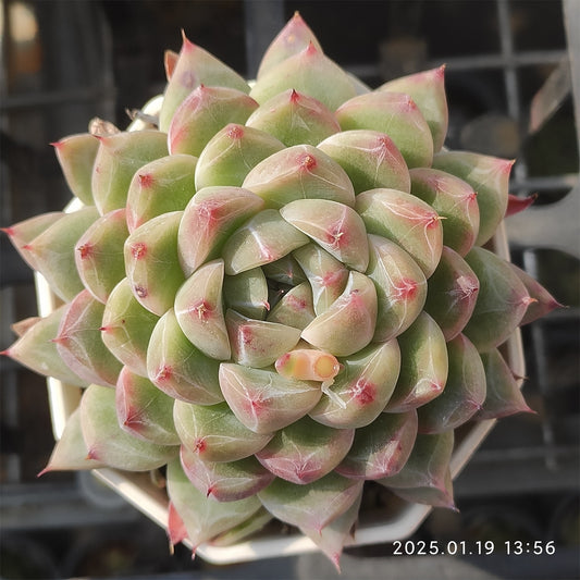 NGN215 アイスマウンテンジェニー(7cm pot)
