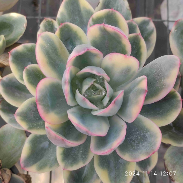 大于0.05kg – Top Succulent®