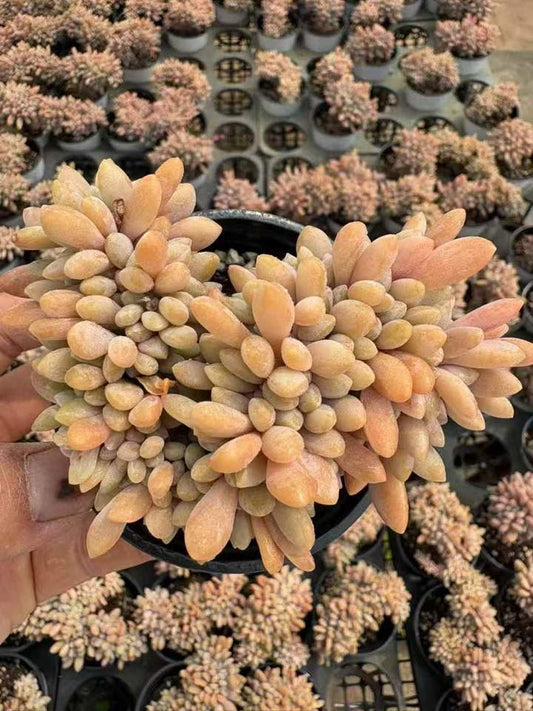 263861 ドランケンビューティー　綴化