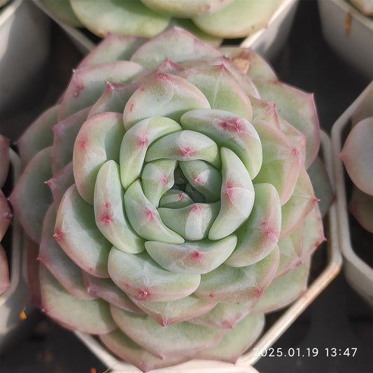 NGN227 ピンクモンロー（7cm pot）