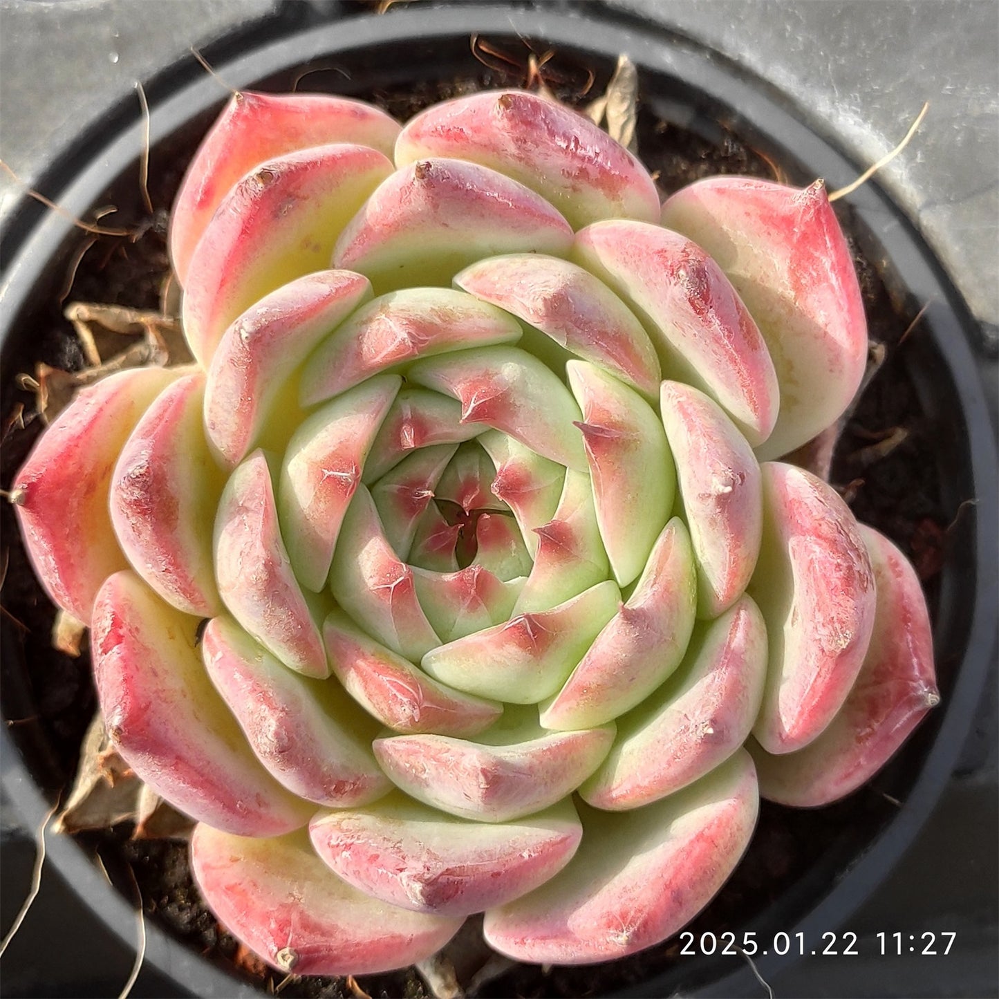 YBB072 チワワエンシス(9cm pot)