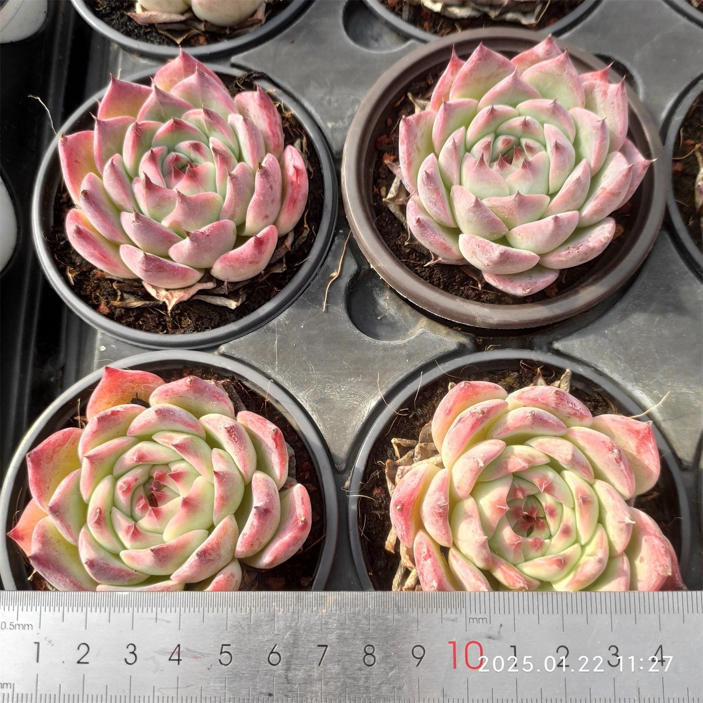 YBB072 チワワエンシス(9cm pot)