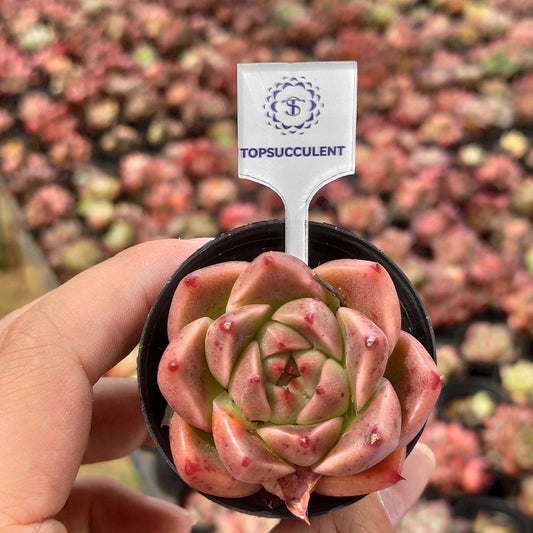 365292 アップル ブリーズ