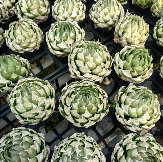 6026 ロックウッディ（12cm pot）