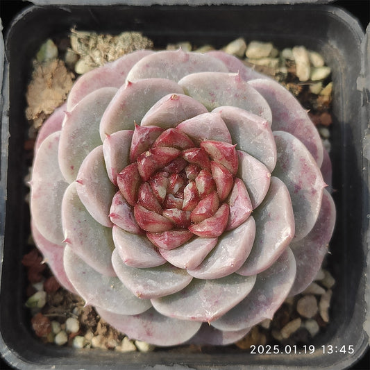 NGN245 レッドベルベット(7cm pot)