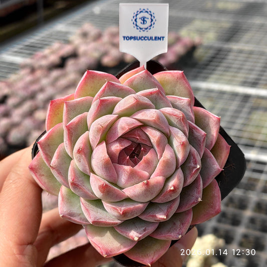 2626 クイーンオブピーチ