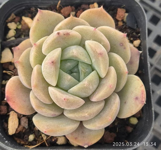 LYC177 ピュアラブ （6.5cm pot）