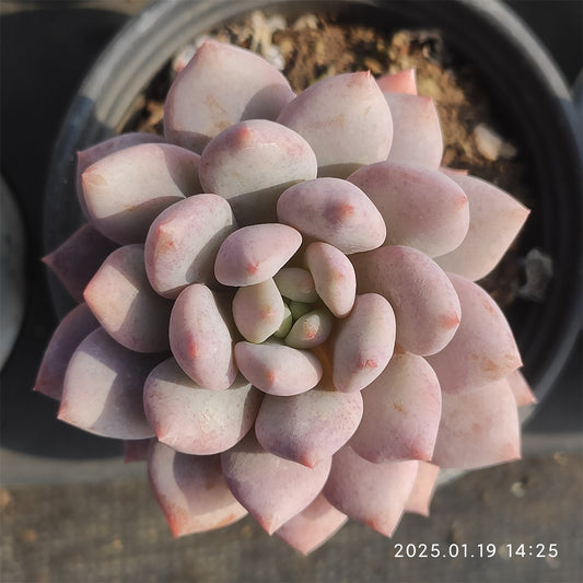 NGN493 ピンクラバー(9cm pot)