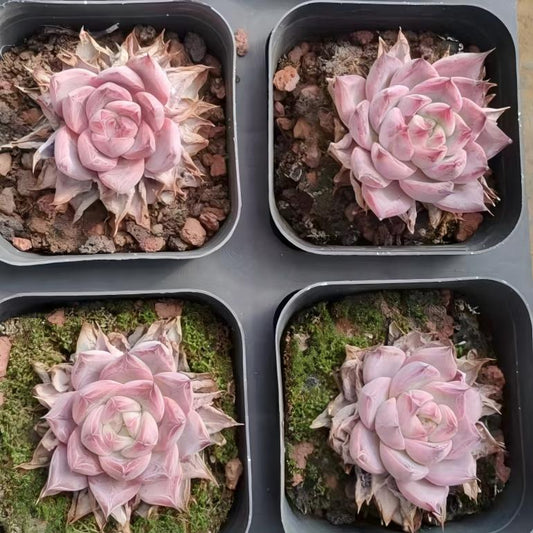 80521 ブラックスワン