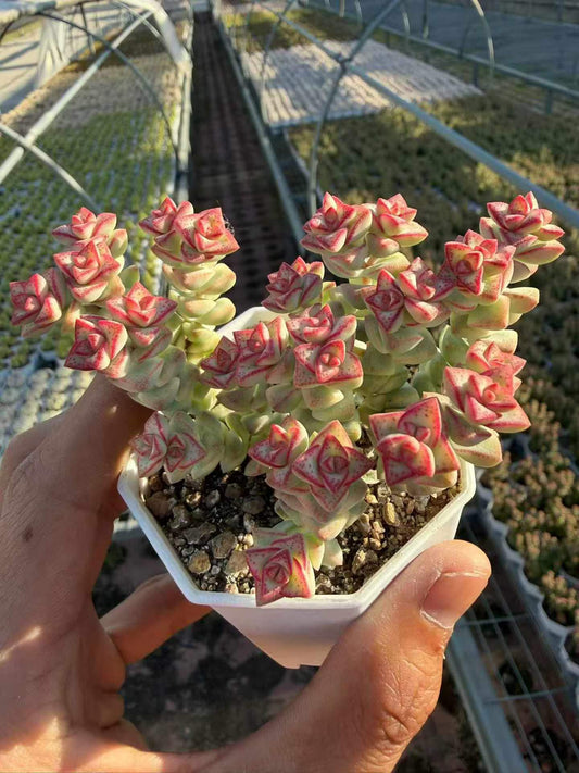 265108 クラッスラ・パステル