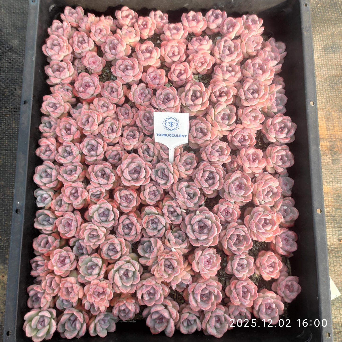 23063 ピンク　モンローHyb（ポット苗）